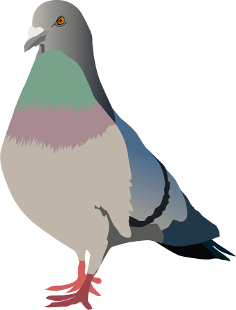 pigeon élimination des pigeons ramiers