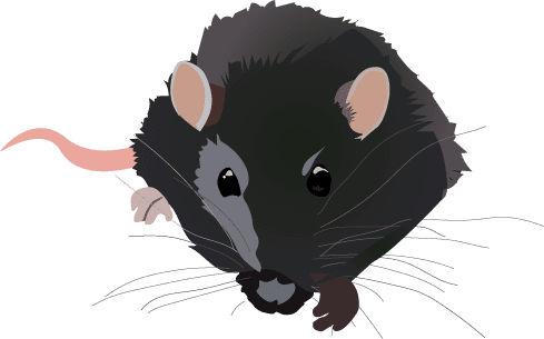 rat rat, dératisation