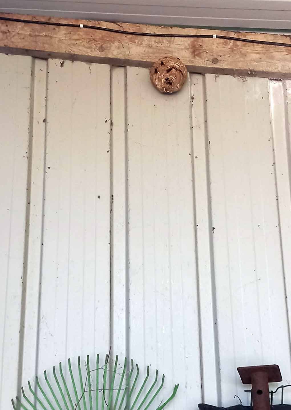 nid-de-frelons-asiatiques Nid de frelons asiatiques dans une cabane de jardin